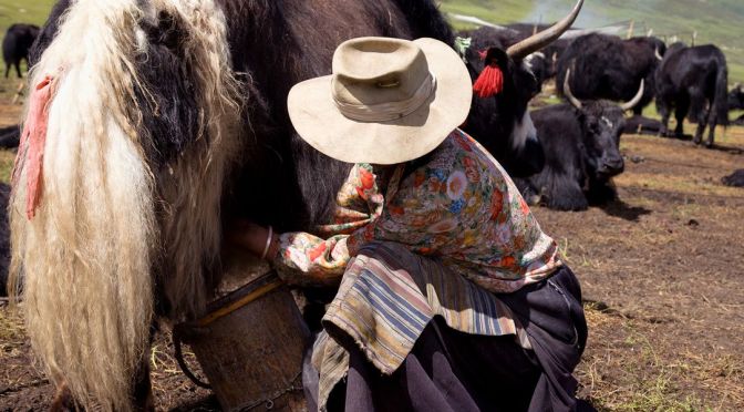 หลักฐานชี้ ชนชั้นอีลีทของมองโกลโบราณดื่มนมจามรีมากว่า 800 ปี